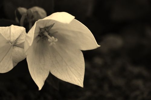 star flower garden