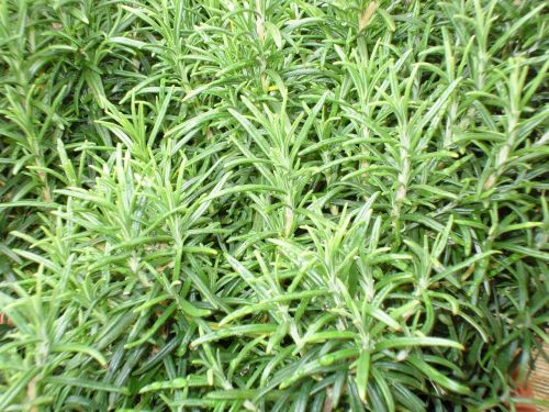 star brush plant green