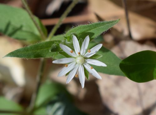 star chickweed chickweed flower