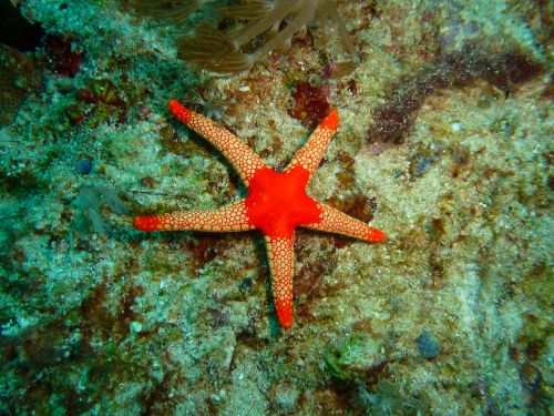star fish philippines underwater