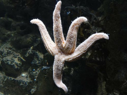 star fish starfish sea life