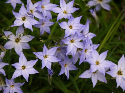 star flower spring violet