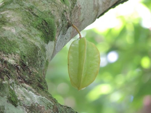 star fruit fruit star fruit tree