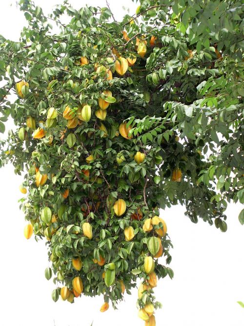 star fruit tree yellow