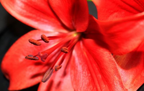 star gazer flower stamen