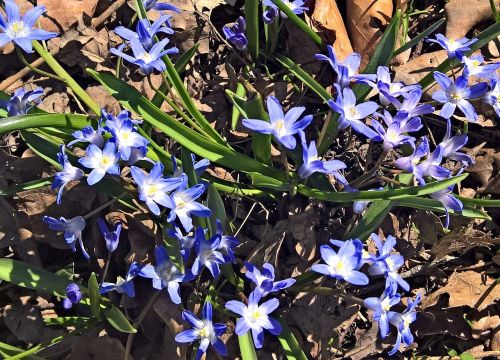 star hyacinth hyacinth spring flowers