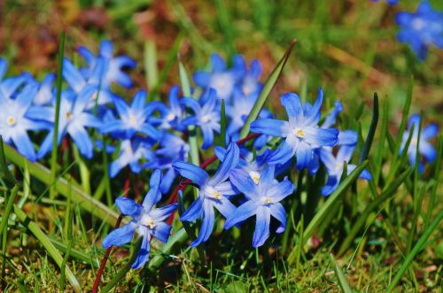 star hyacinth hyacinth spring flowers