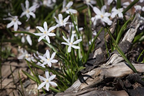 star hyacinth white white star hyacinths