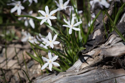 star hyacinth white white star hyacinths