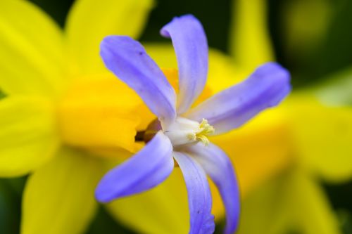 star hyacinth snow pride narcissus