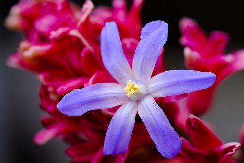 star hyacinth snow pride hyacinth