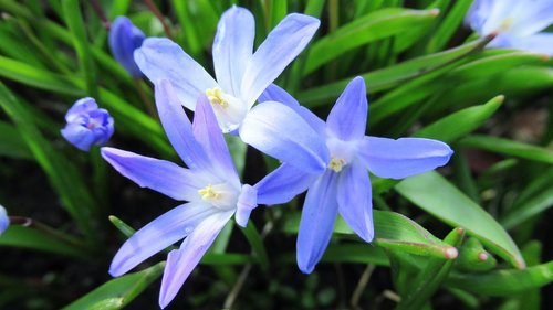 star hyacinth  flower  flora