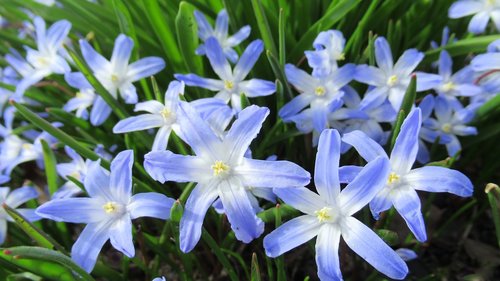 star hyacinth  flower  flora