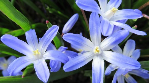star hyacinth  flower  flora