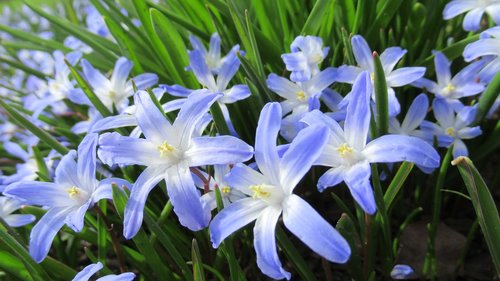 star hyacinth  spring  flower