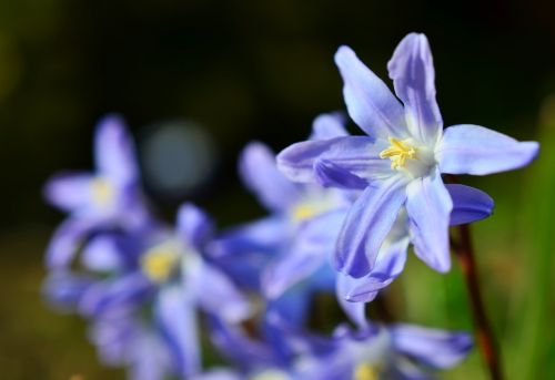 star hyacinth snow shine signs of spring