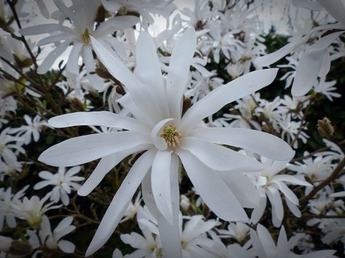 star magnolia magnolia flower