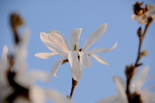 star magnolia white blossom