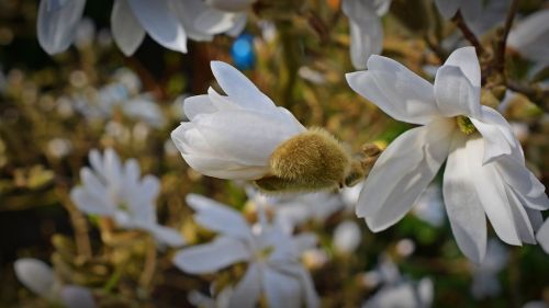 star magnolia magnolia bud