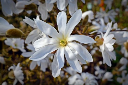 star magnolia magnolia bloom