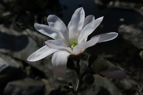 star magnolia  magnolia  nature