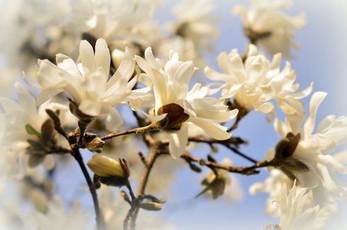star magnolia  magnolia  magnoliengewaechs
