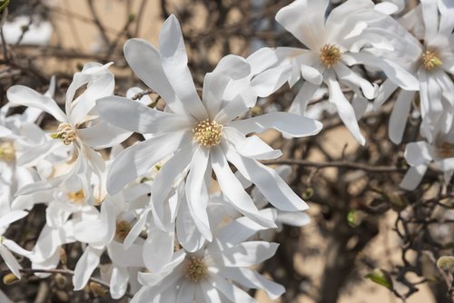 star magnolia  flowers  white