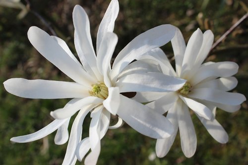 star magnolia  magnolia  white