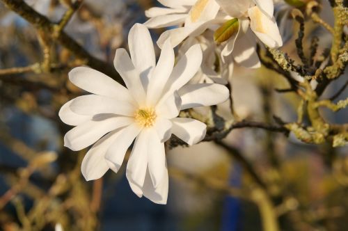 star magnolia flower bush