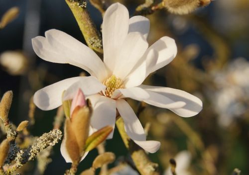 star magnolia flower bush
