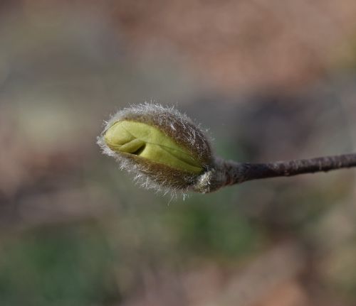 star magnolia blossom bud star magnolia magnolia