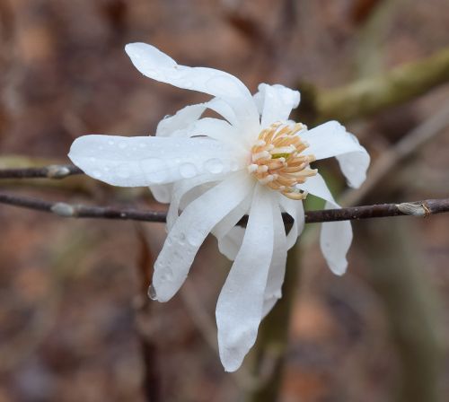 star magnolia fin the rain rain raindrops