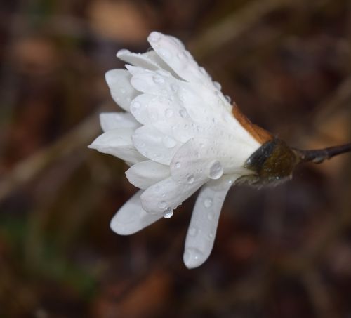 star magnolia fin the rain rain raindrops