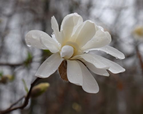 star magnolia fin the rain rain raindrops