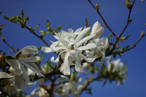 star magnolie magnolia blossom