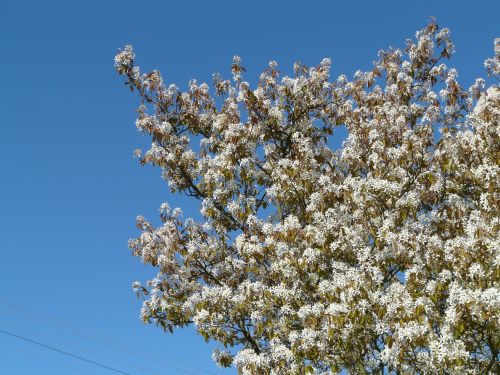 star magnolie magnolia stellata tree