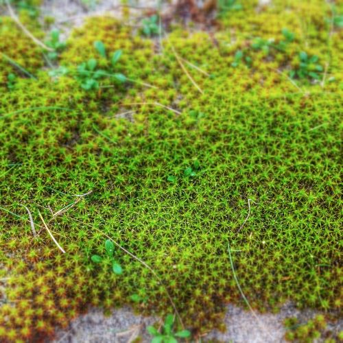 star moss moss fouling