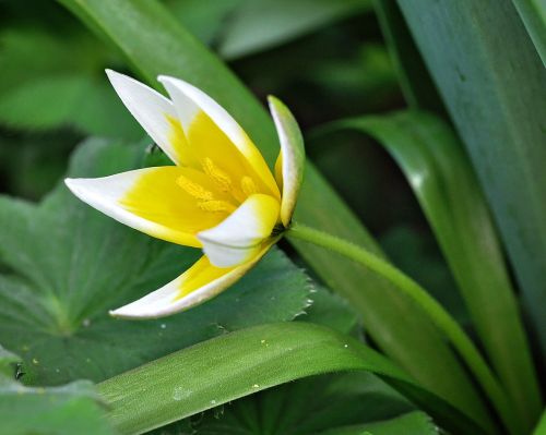 star tulip flower plant