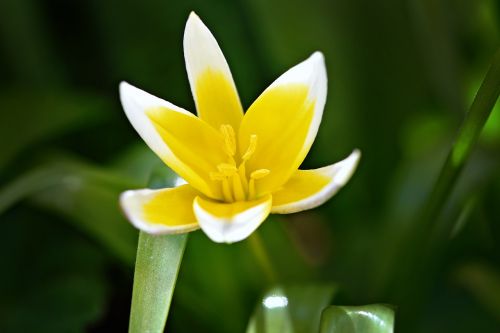 star tulip flower blossom