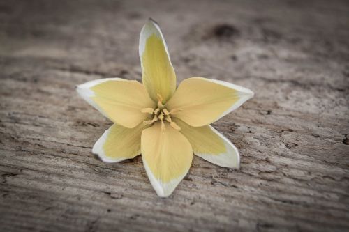 star tulip flower blossom