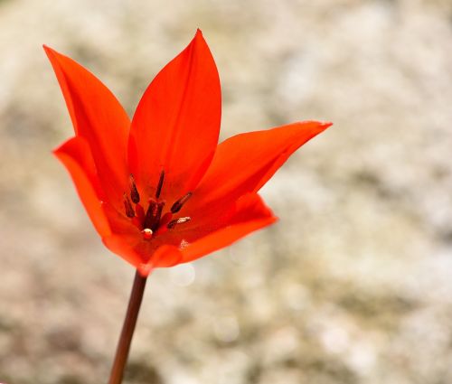 star tulip red flower