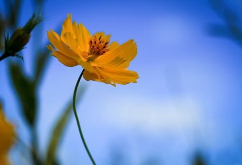 starburst yellow flowers nature