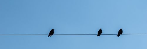 stare power line birds