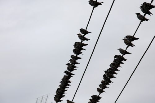 stare birds power line