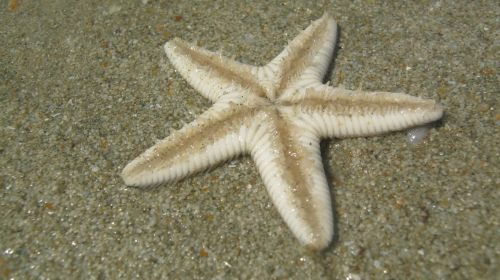 starfish beach goa