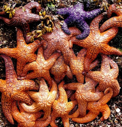 starfish ocean living