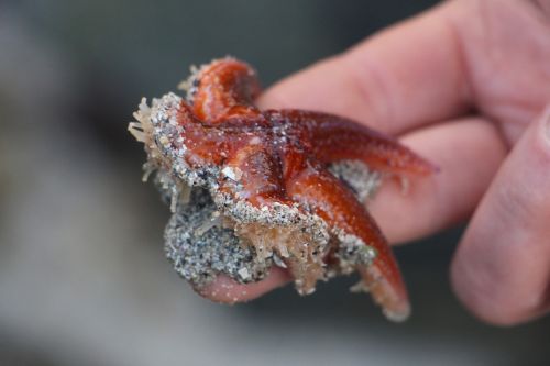 starfish red sea animal
