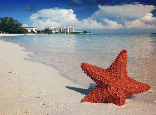 starfish sand bahamas