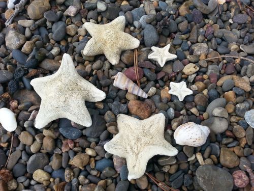 starfish beach seashore