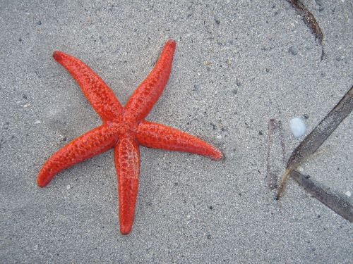 starfish beach sand
